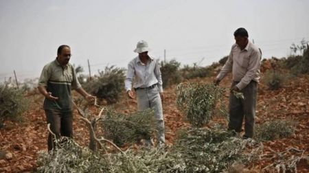  مستوطنون يقطعون نحو 60 شجرة زيتون جنوب نابلس
