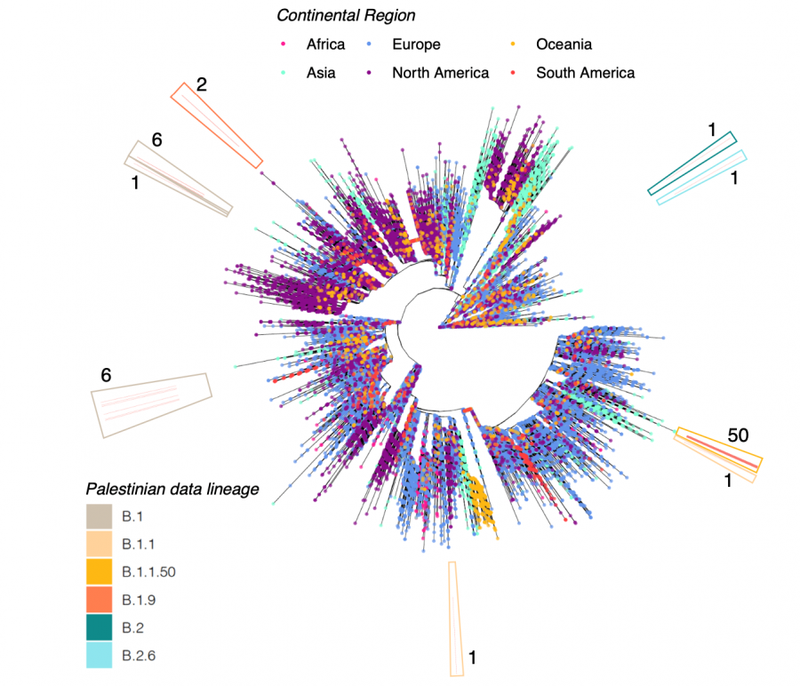 في دراسة الأولى من نوعها في فلسطين التسلسل الجيني لفيروس كورونا المستجد بين المصابين في فلسطين