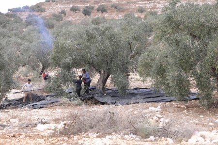 "الزراعة": بدء موسم قطف الزيتون في العاشر من الشهر المقبل