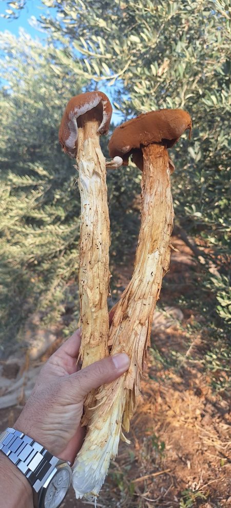 توثيق فطر العصا السحرية الشامية في مرج ابن عامر