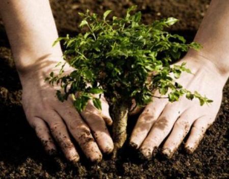 "جامعة أردنية " تلزم طلبتها بزراعة شجرة كمتطلب إجباري للتخرج