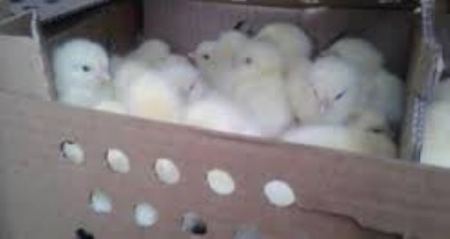 ضبط 14600 صوص دجاج مهربة من إسرائيل