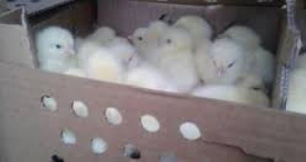 ضبط 14600 صوص دجاج مهربة من إسرائيل