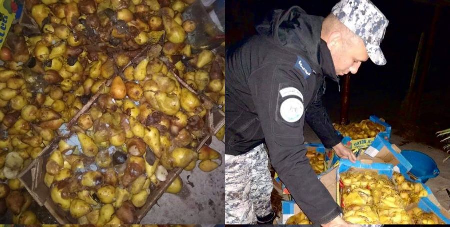  الضابطة الجمركية تضبط 1 طن فواكه تالفة وغير صالحة للاستهلاك الآدمي في جنين