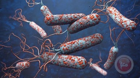 من اليمن إلى فرنسا.. انتشار سلالة الكوليرا شديدة المقاومة للأدوية